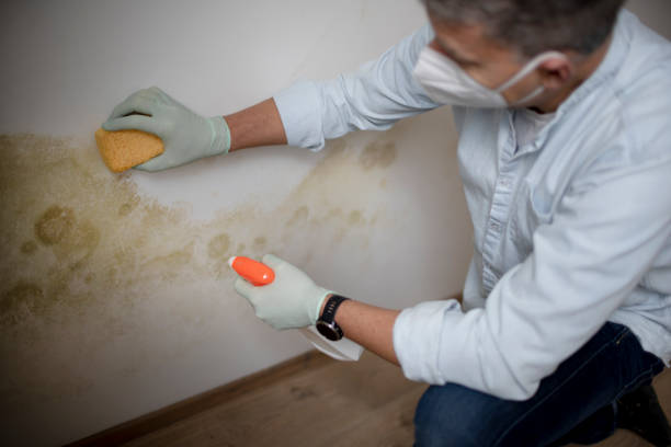 Best Mold Removal Company Near Me  in Quinlan, TX