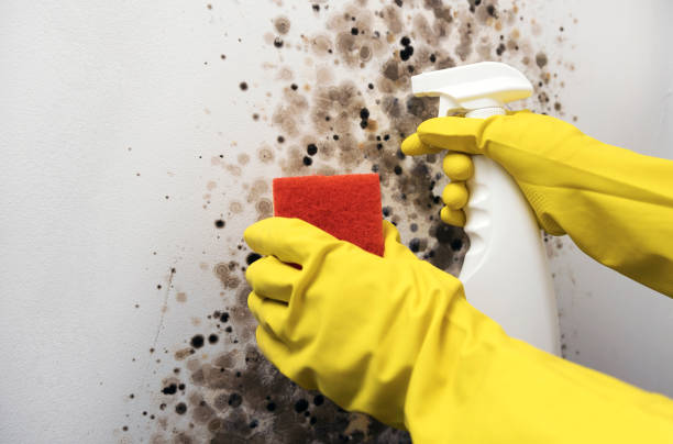 Best Crawl Space Mold Removal  in Quinlan, TX