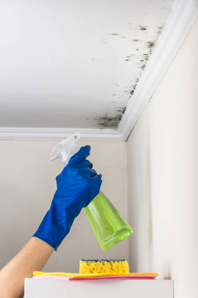 Best Professional Mold Removal  in Quinlan, TX